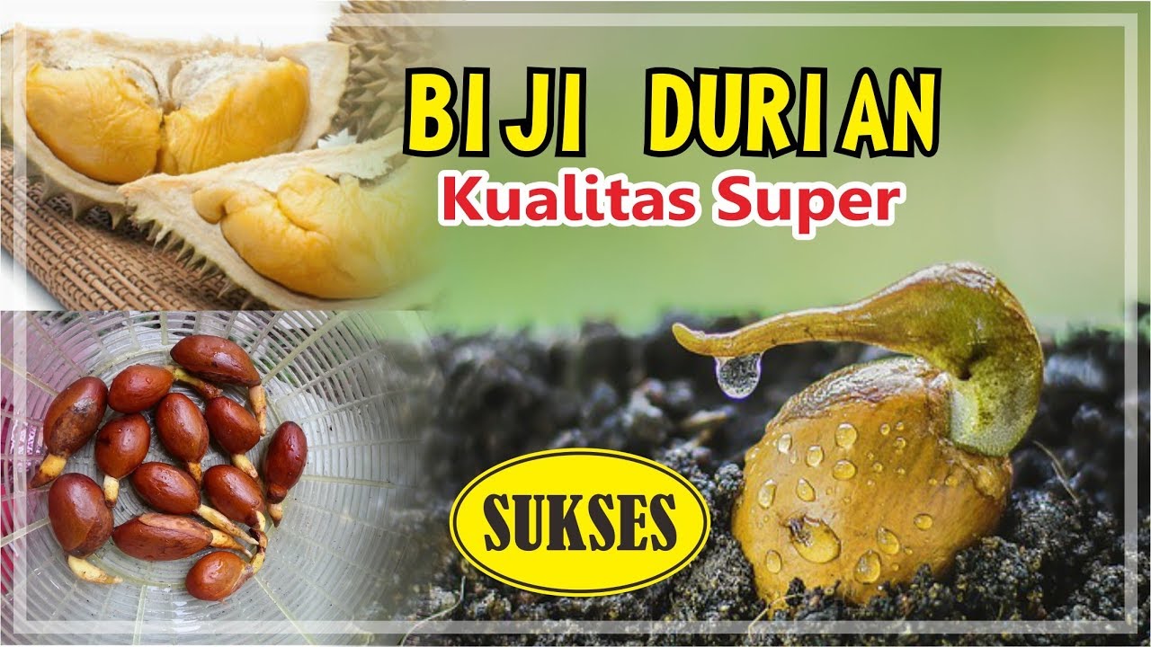 Detail Gambar Biji Durian Nomer 34