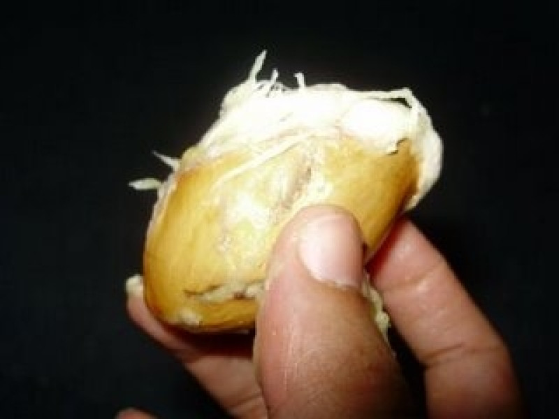 Detail Gambar Biji Durian Nomer 5