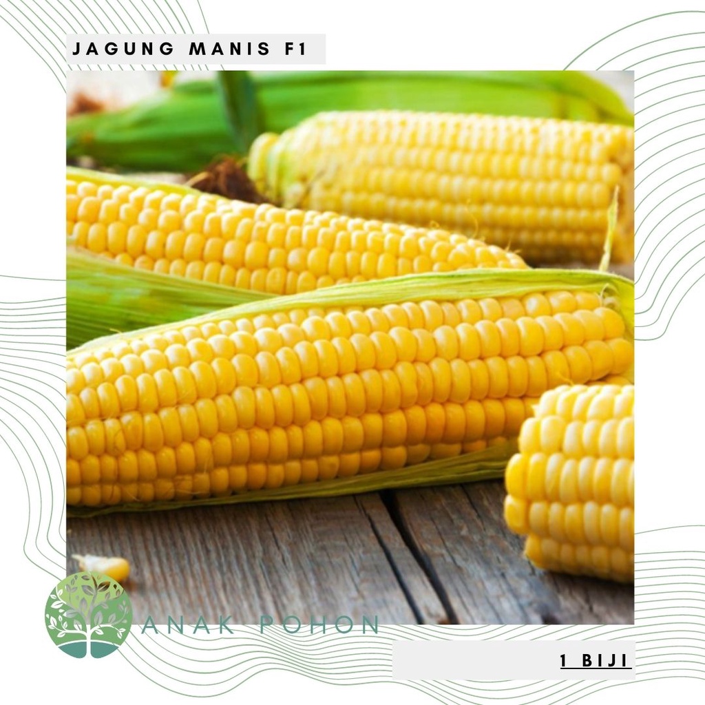 Detail Gambar Biji Jagung Nomer 33