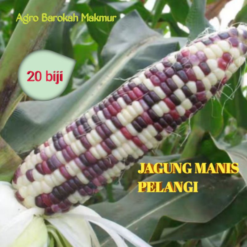 Detail Gambar Biji Jagung Nomer 35