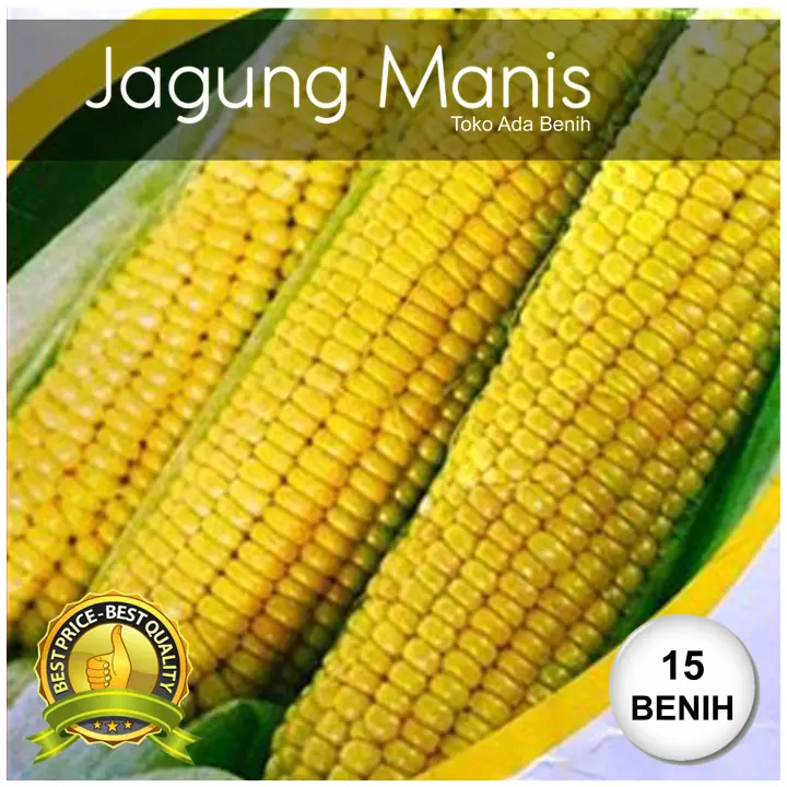 Detail Gambar Biji Jagung Nomer 45