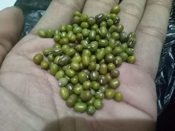 Detail Gambar Biji Kacang Hijau Nomer 16