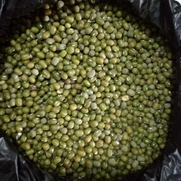 Detail Gambar Biji Kacang Hijau Nomer 25