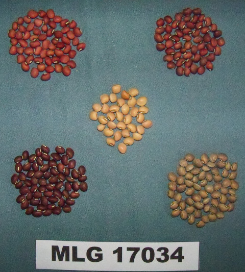 Detail Gambar Biji Kacang Merah Gambar Biji Jagung Nomer 10