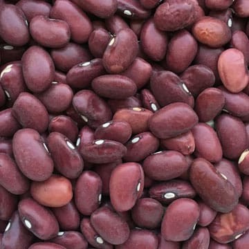 Detail Gambar Biji Kacang Merah Gambar Biji Jagung Nomer 15