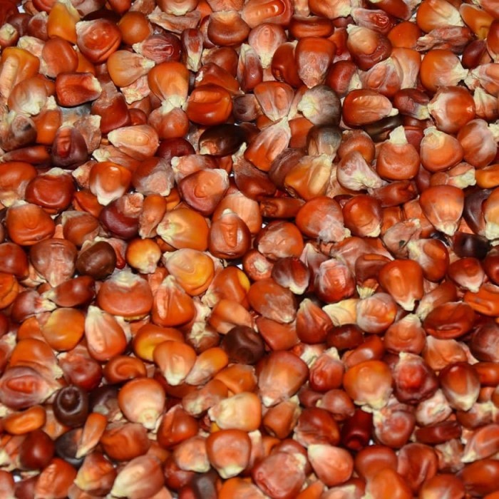 Detail Gambar Biji Kacang Merah Gambar Biji Jagung Nomer 27