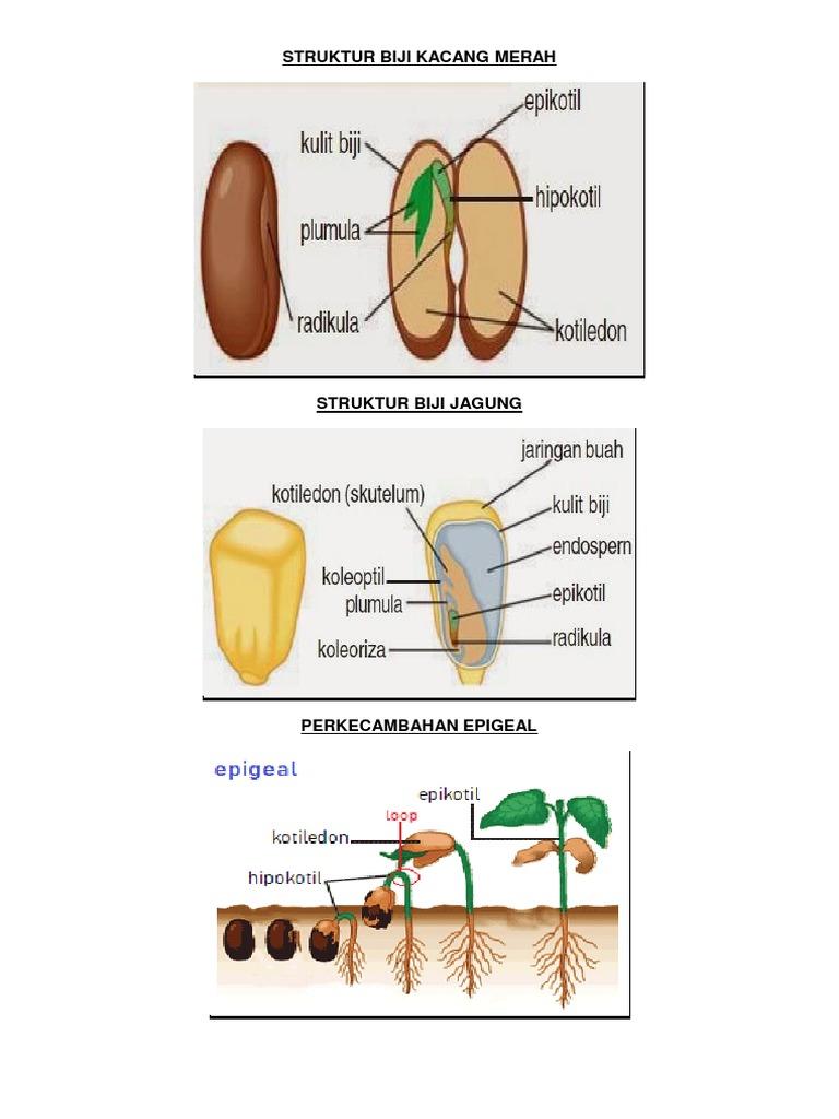 Detail Gambar Biji Kacang Merah Gambar Biji Jagung Nomer 5