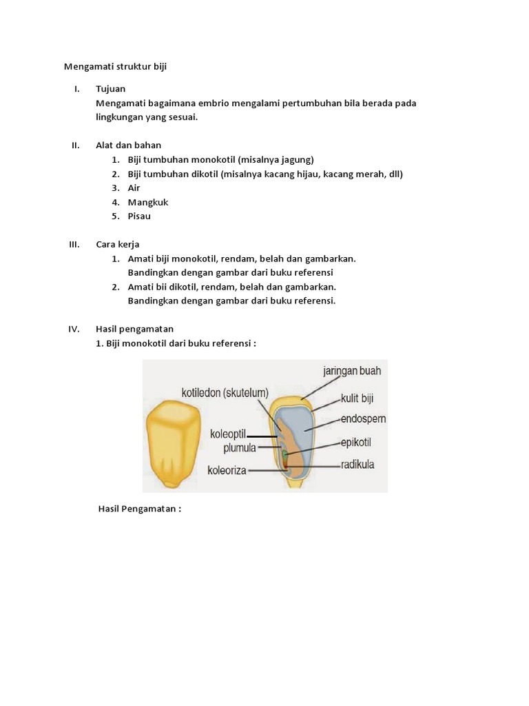 Detail Gambar Biji Kacang Merah Gambar Biji Jagung Nomer 46