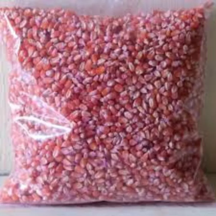 Detail Gambar Biji Kacang Merah Gambar Biji Jagung Nomer 51