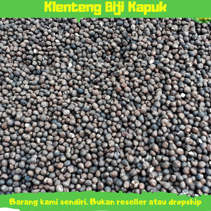 Detail Gambar Biji Kapuk Nomer 25