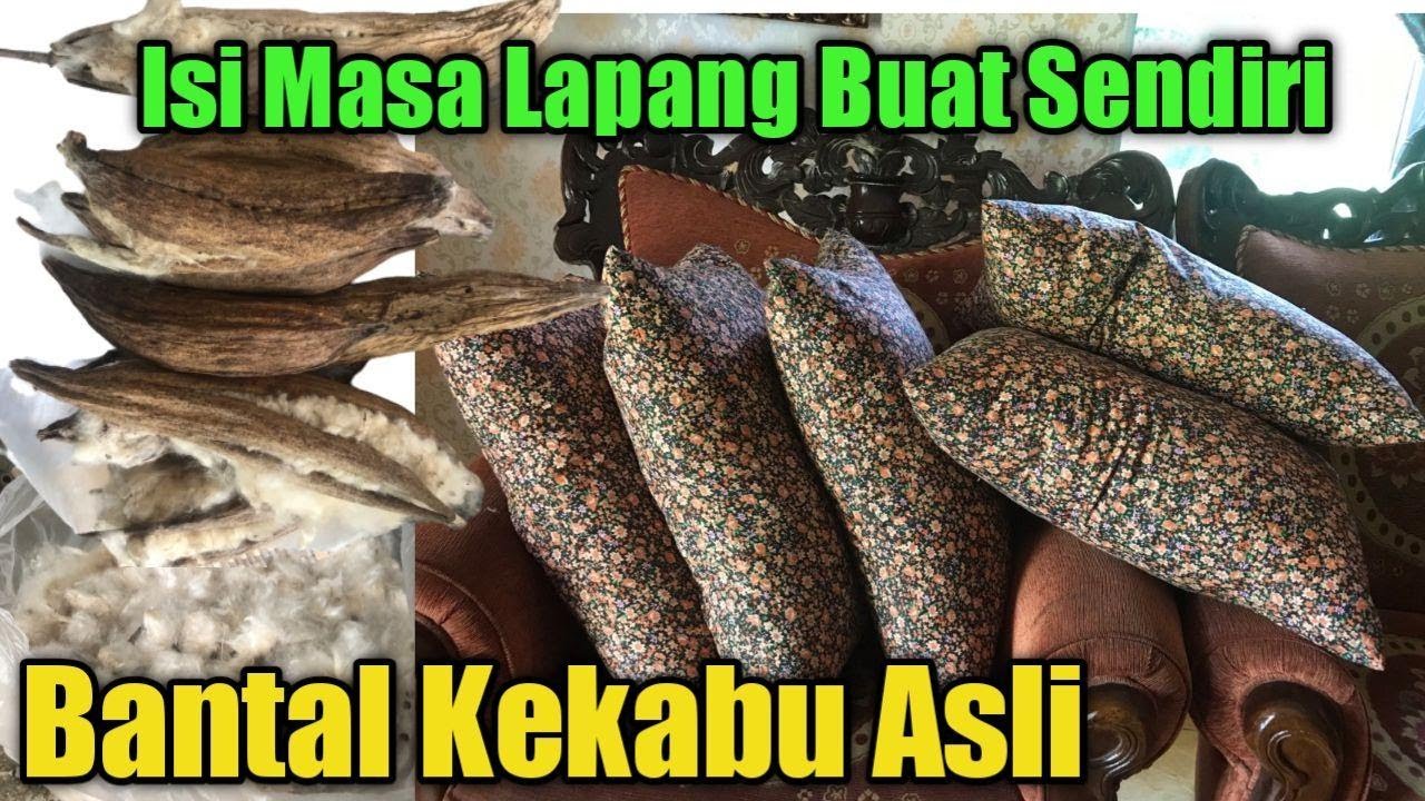 Detail Gambar Biji Kekabu Nomer 42