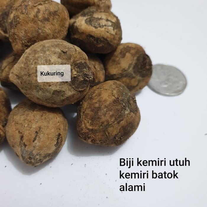 Detail Gambar Biji Kemiri Nomer 6