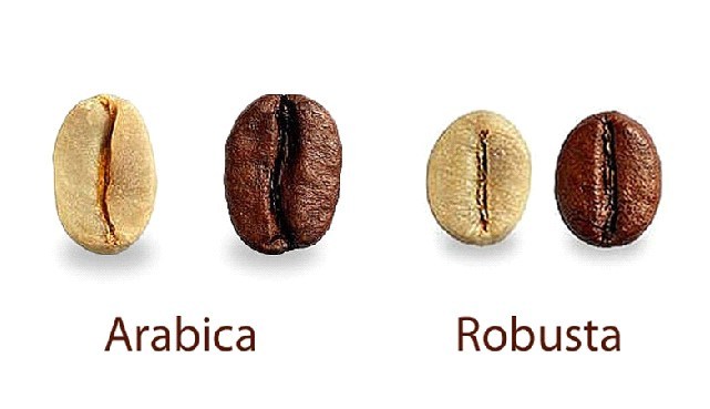 Detail Gambar Biji Kopi Arabika Dan Robusta Hd Nomer 8