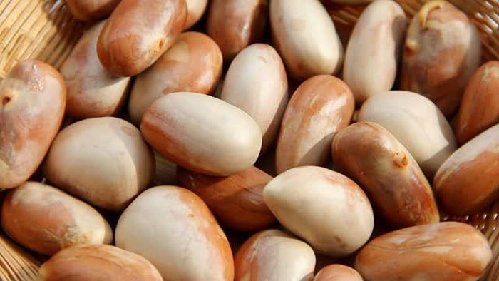 Detail Gambar Biji Nangka Nomer 20