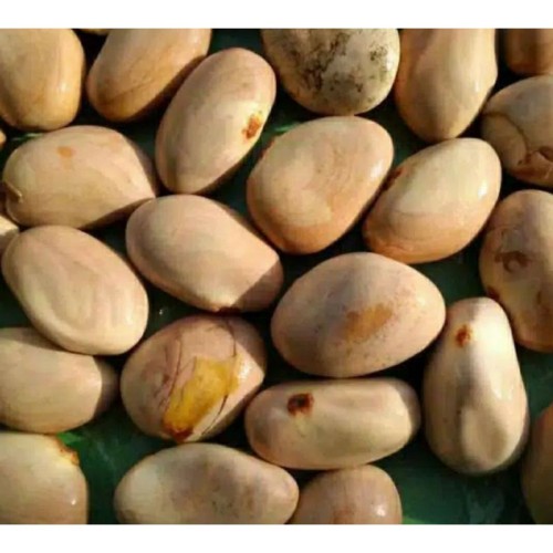 Detail Gambar Biji Nangka Nomer 26