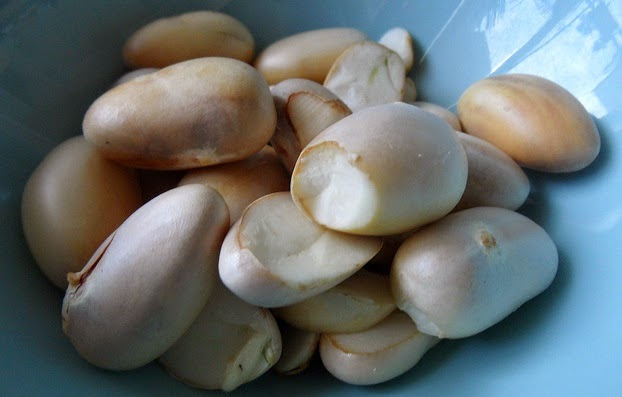 Detail Gambar Biji Nangka Nomer 32