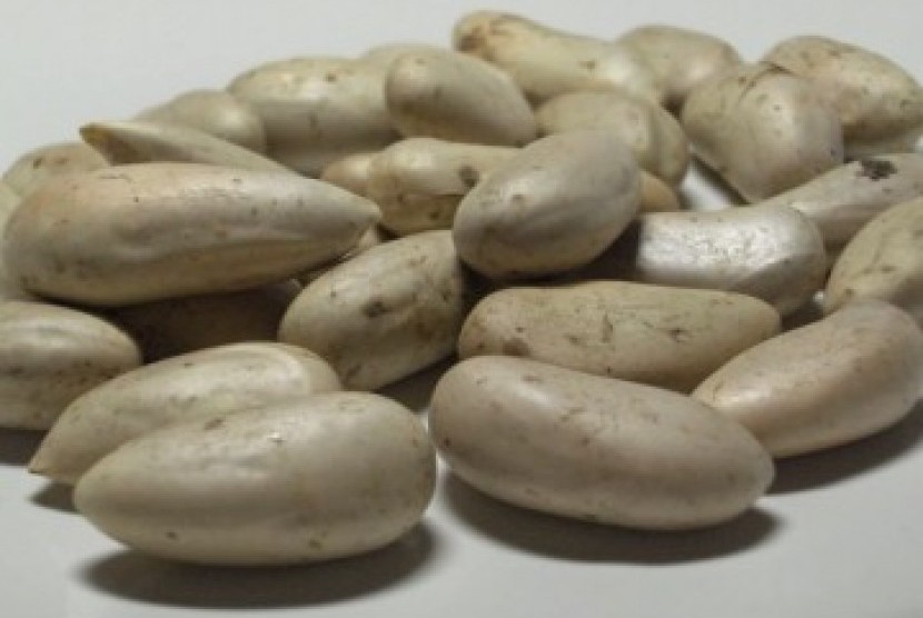 Detail Gambar Biji Nangka Nomer 33