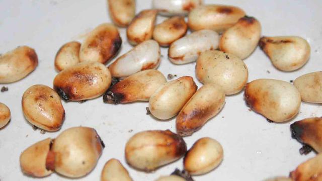 Detail Gambar Biji Nangka Nomer 36