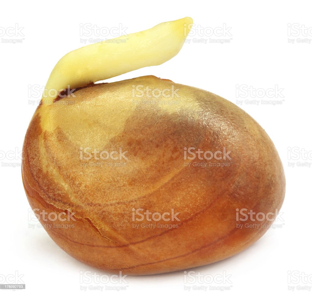 Detail Gambar Biji Nangka Nomer 38