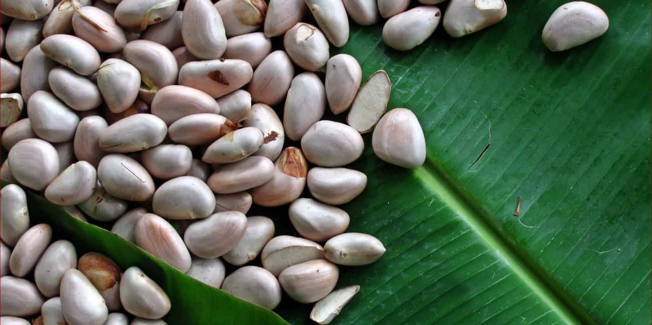 Detail Gambar Biji Nangka Nomer 5