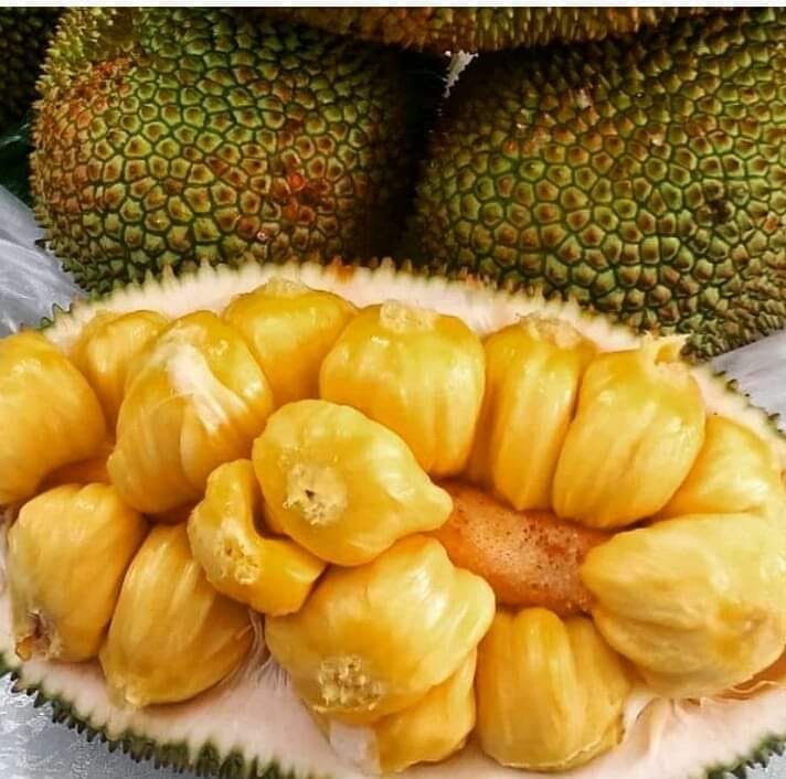 Detail Gambar Biji Nangka Nomer 41