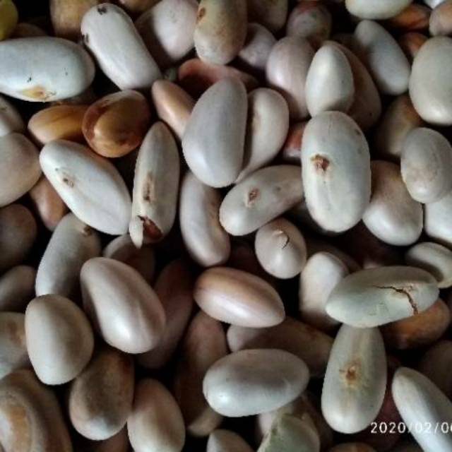 Detail Gambar Biji Nangka Nomer 43
