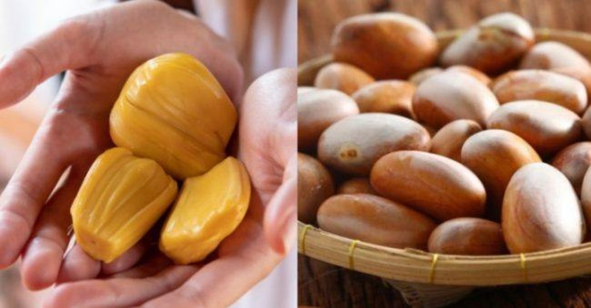 Detail Gambar Biji Nangka Nomer 51