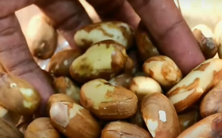 Detail Gambar Biji Nangka Nomer 54