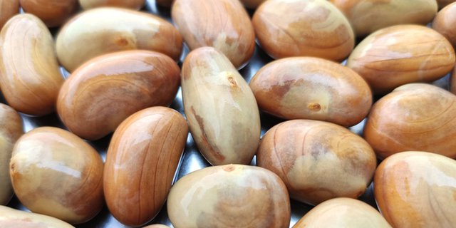 Detail Gambar Biji Nangka Nomer 7