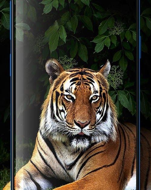 Gambar Binatang 3d Wallpaper Harimau 3d - KibrisPDR