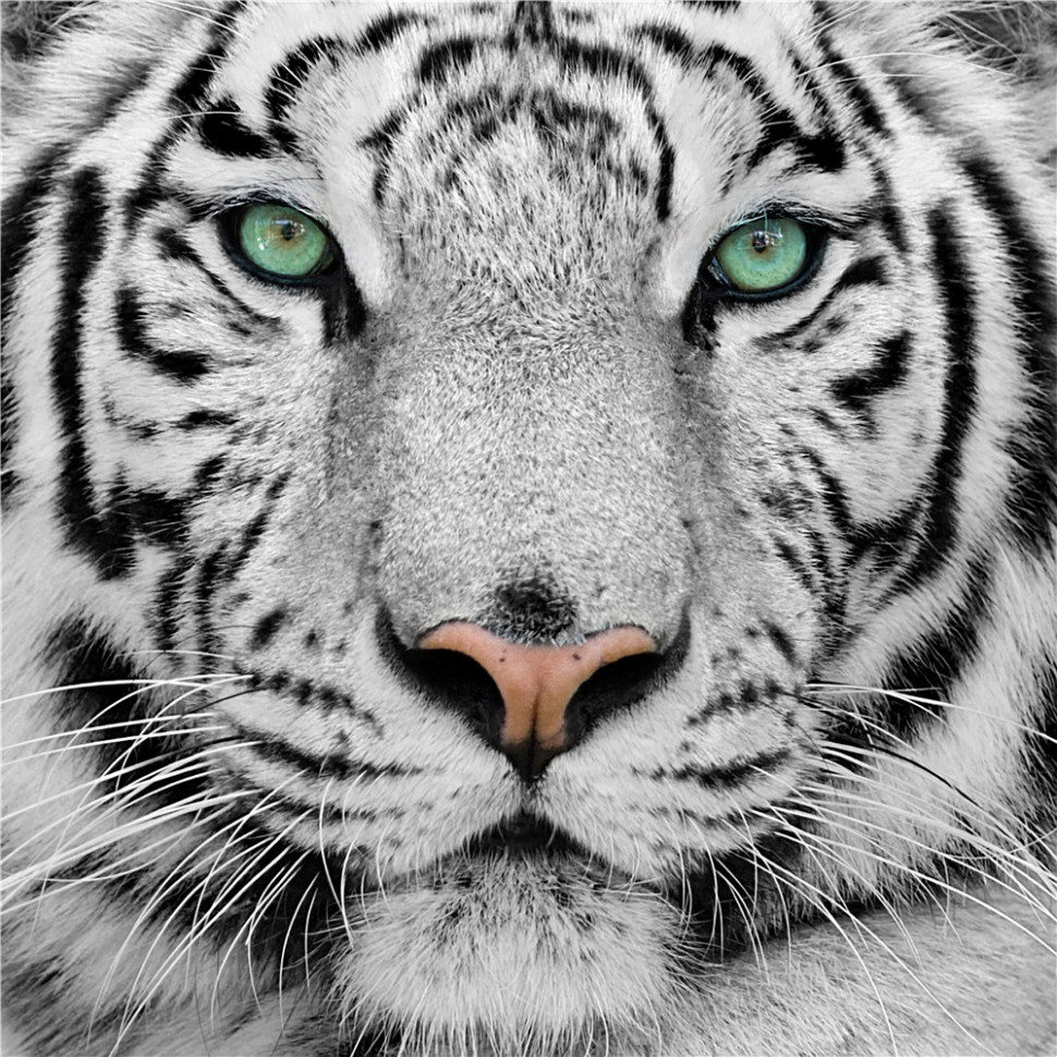 Detail Gambar Binatang 3d Wallpaper Harimau 3d Nomer 38