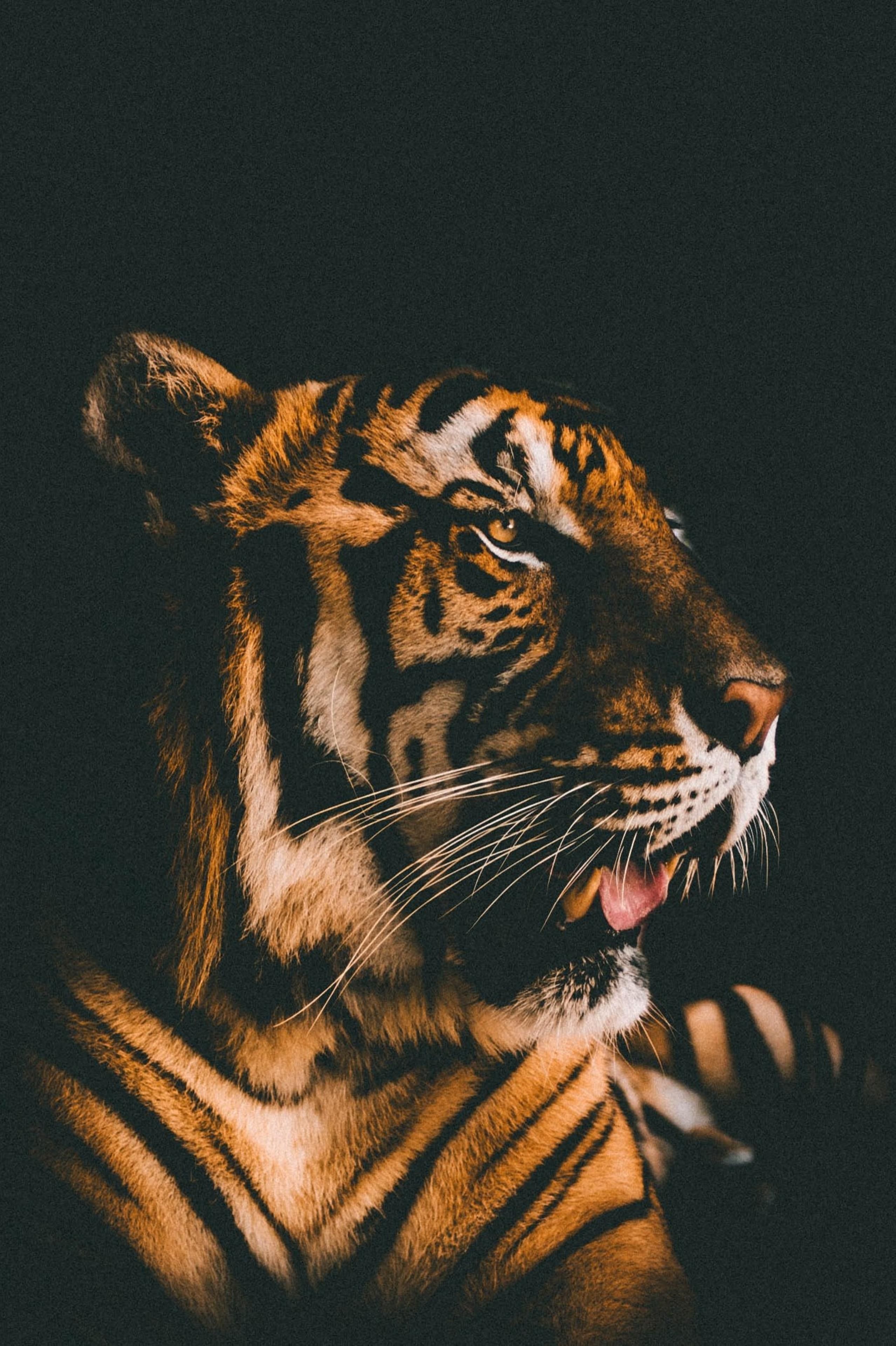 Detail Gambar Binatang 3d Wallpaper Harimau 3d Nomer 48
