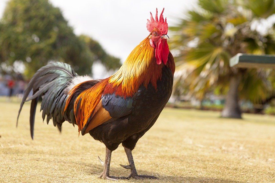 Gambar Binatang Ayam - KibrisPDR
