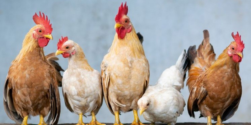 Detail Gambar Binatang Ayam Nomer 11