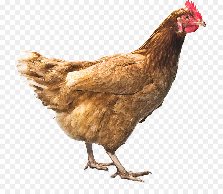 Detail Gambar Binatang Ayam Nomer 13