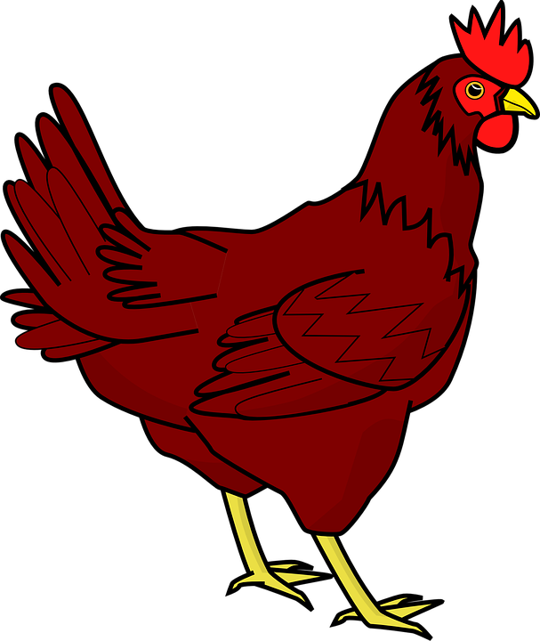 Detail Gambar Binatang Ayam Nomer 14