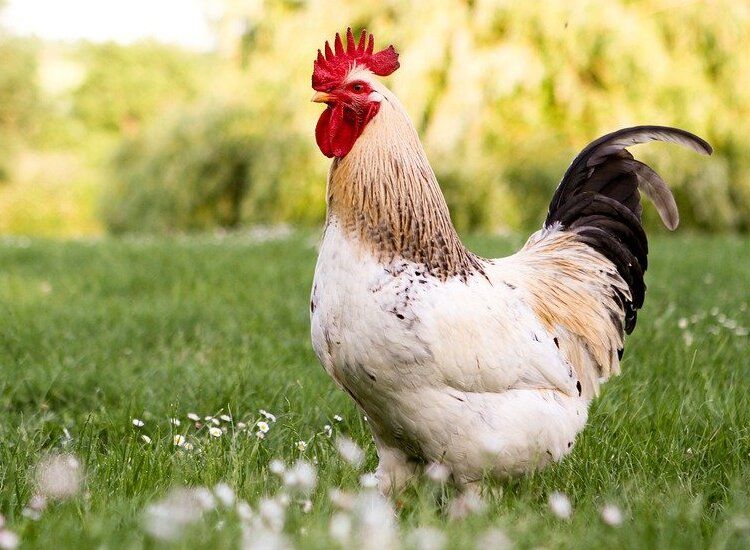 Detail Gambar Binatang Ayam Nomer 15