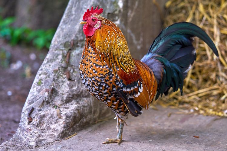 Detail Gambar Binatang Ayam Nomer 2