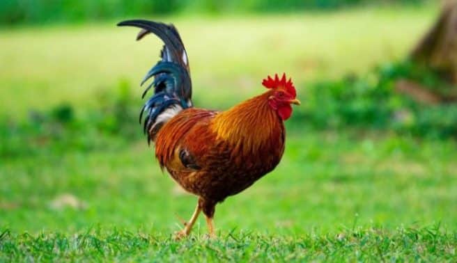 Detail Gambar Binatang Ayam Nomer 17