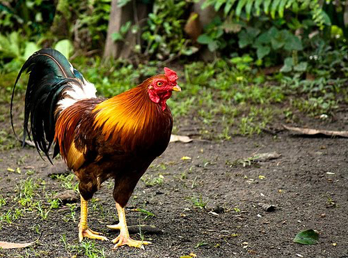 Detail Gambar Binatang Ayam Nomer 18