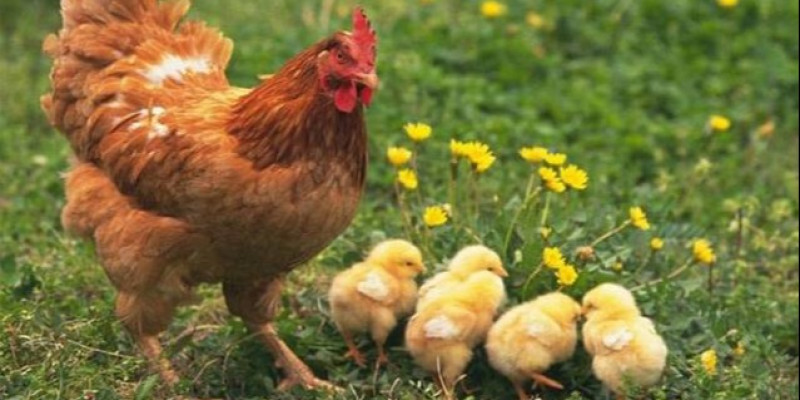 Detail Gambar Binatang Ayam Nomer 19