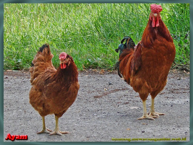 Detail Gambar Binatang Ayam Nomer 20