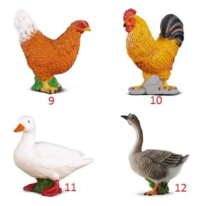 Detail Gambar Binatang Ayam Nomer 22