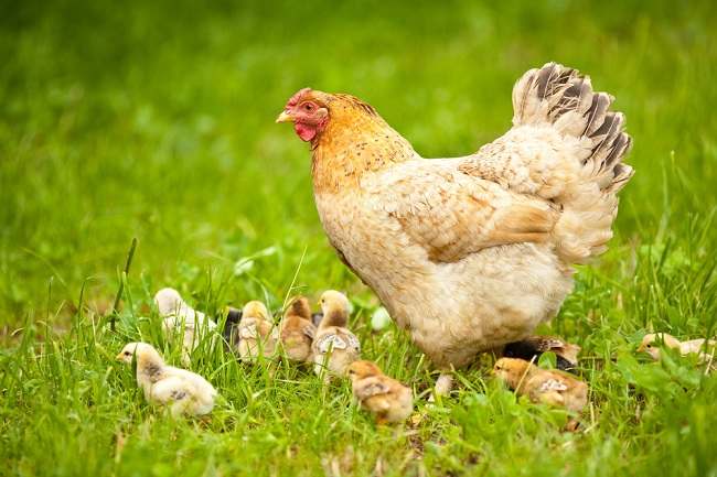 Detail Gambar Binatang Ayam Nomer 23