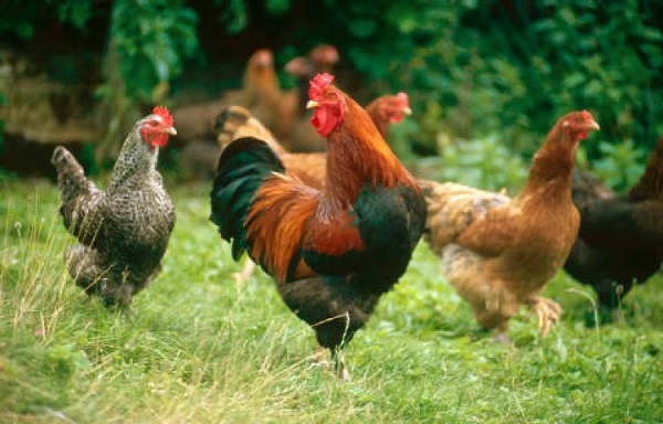 Detail Gambar Binatang Ayam Nomer 24