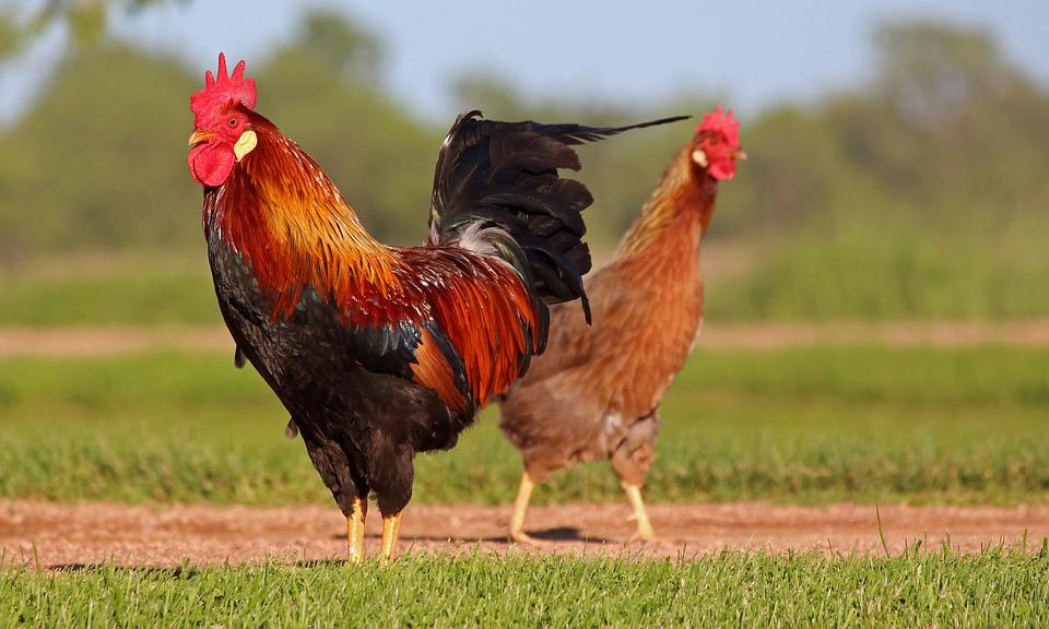 Detail Gambar Binatang Ayam Nomer 3