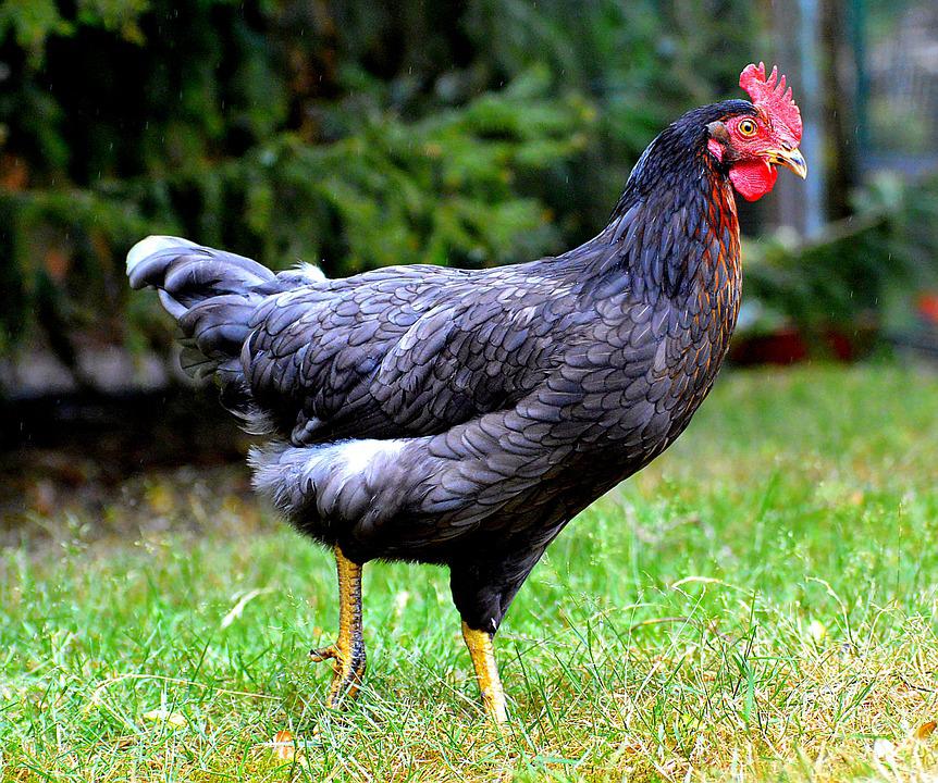 Detail Gambar Binatang Ayam Nomer 26