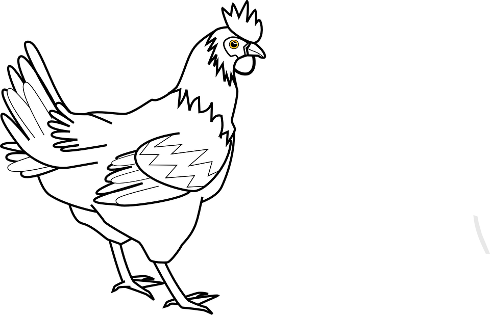 Detail Gambar Binatang Ayam Nomer 29