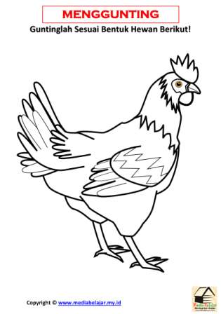 Detail Gambar Binatang Ayam Nomer 30
