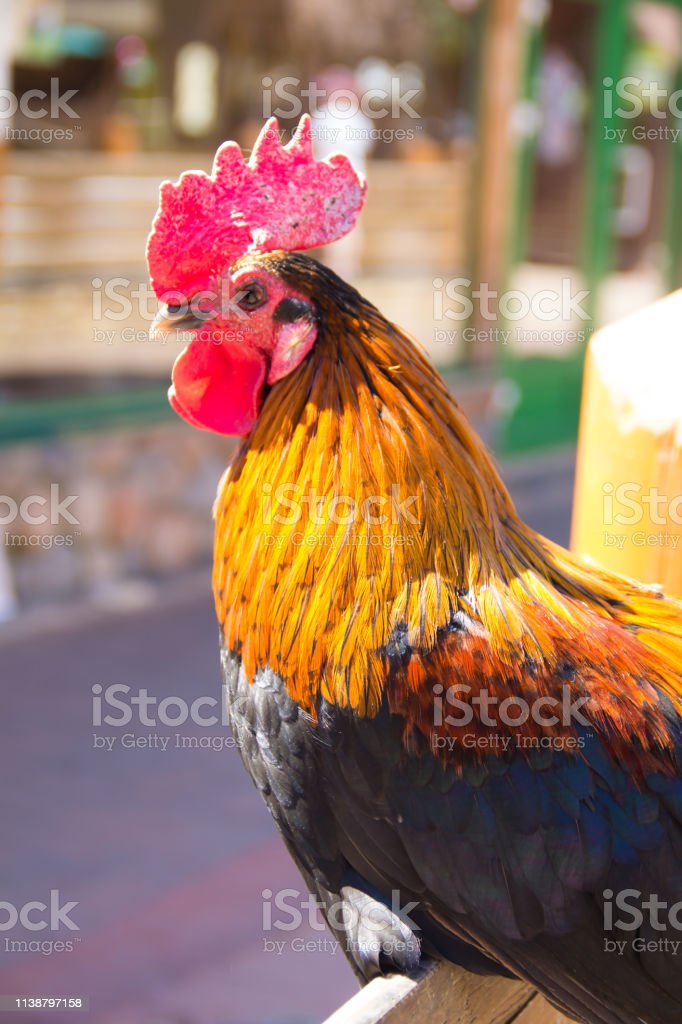 Detail Gambar Binatang Ayam Nomer 34